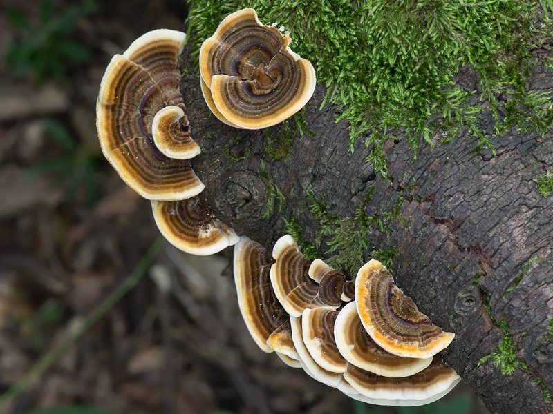 Trametes versicolor